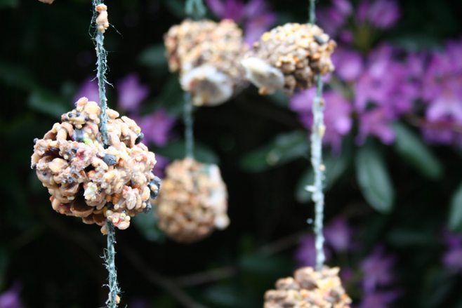 Pinecone birdfeeder Pinecone birdfeeder
